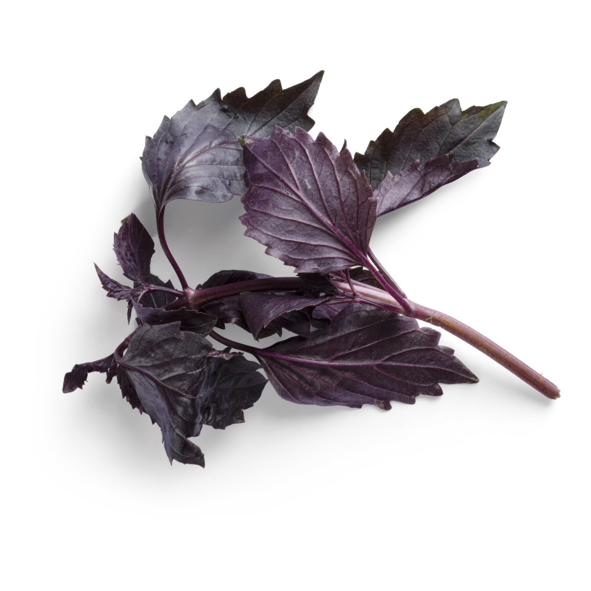 Dark chocolate cookie